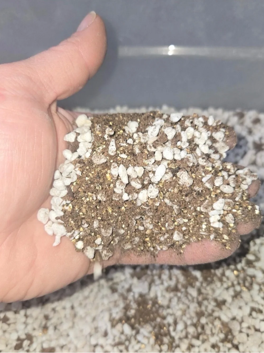 Mexican Pinguicula Carnivorous Plant Soil Mix